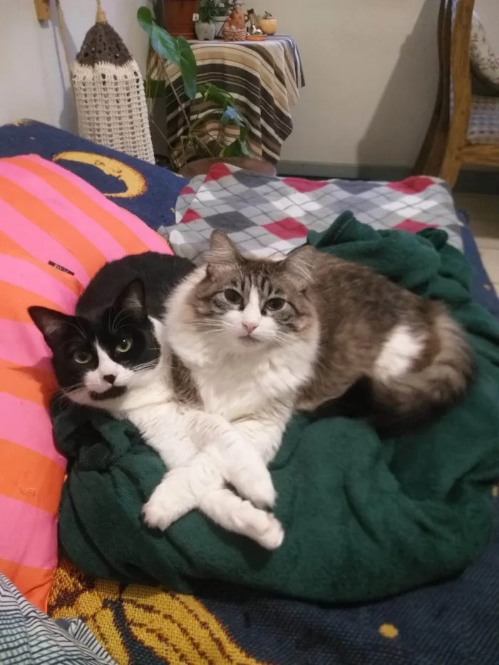Gato ra a SRD-ViraLata idade 4 anos nome Chora e Migli