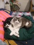 Chora e Migli