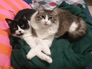 Gato raça SRD-ViraLata idade 4 anos nome Chora e Migli