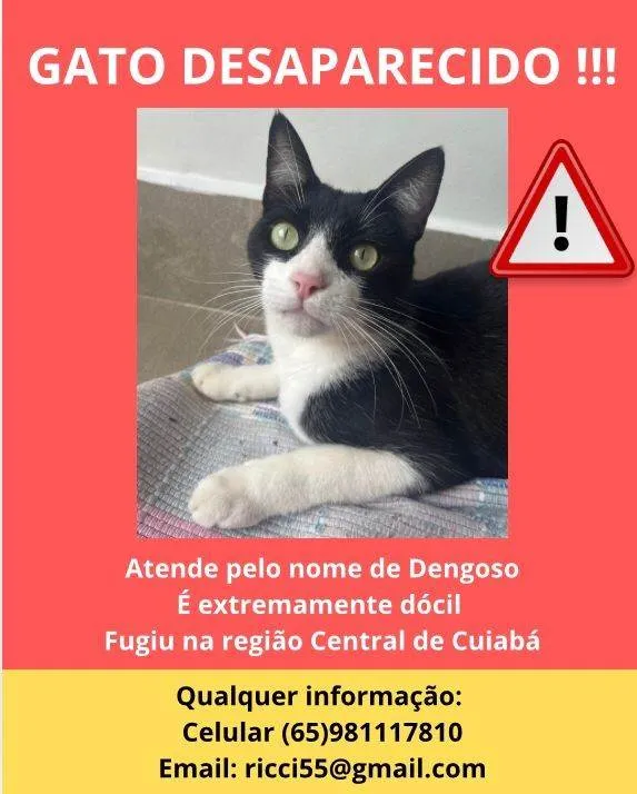 Gato ra a SRD-ViraLata idade 2 anos nome Dengoso