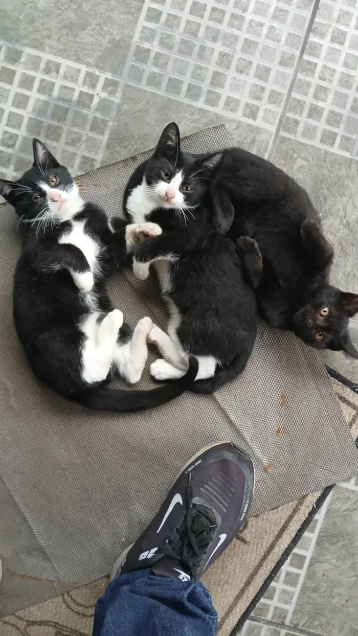 Gato ra a SRD-ViraLata idade 2 a 6 meses nome Gatos ?? 