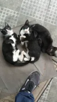 Gatos ??
