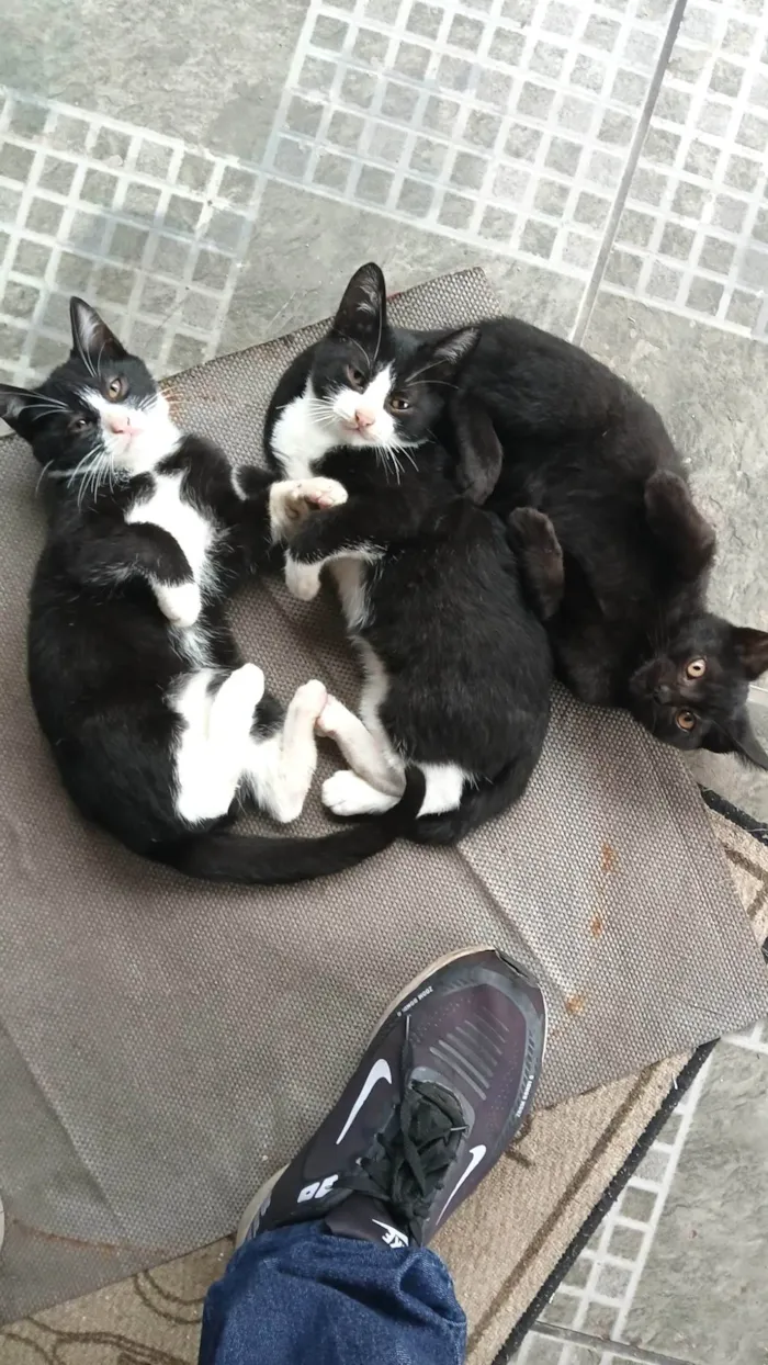 Gato ra a SRD-ViraLata idade 2 a 6 meses nome Gatos ?? 