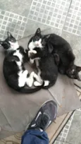Gatos ??