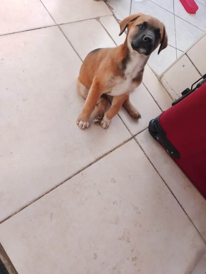 Cachorro ra a SRD-ViraLata idade 2 a 6 meses nome Thor