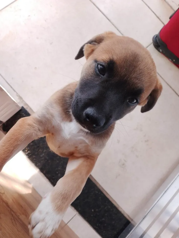 Cachorro ra a SRD-ViraLata idade 2 a 6 meses nome Thor
