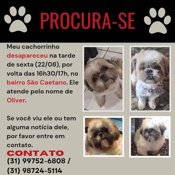 Cachorro ra a Shitzu idade 6 ou mais anos nome Oliver 