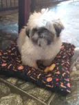 Oliver