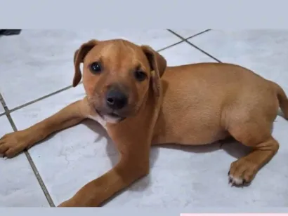 Cachorro raça SRD-ViraLata idade 2 a 6 meses nome Caramelo