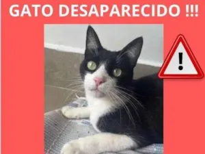 Gato raça SRD-ViraLata idade 2 anos nome Dengoso