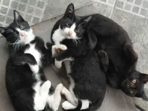Gato raça SRD-ViraLata idade 2 a 6 meses nome Gatos ?? 