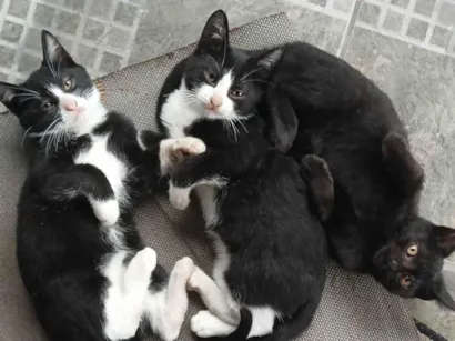 Gato raça SRD-ViraLata idade 2 a 6 meses nome Gatos ?? 