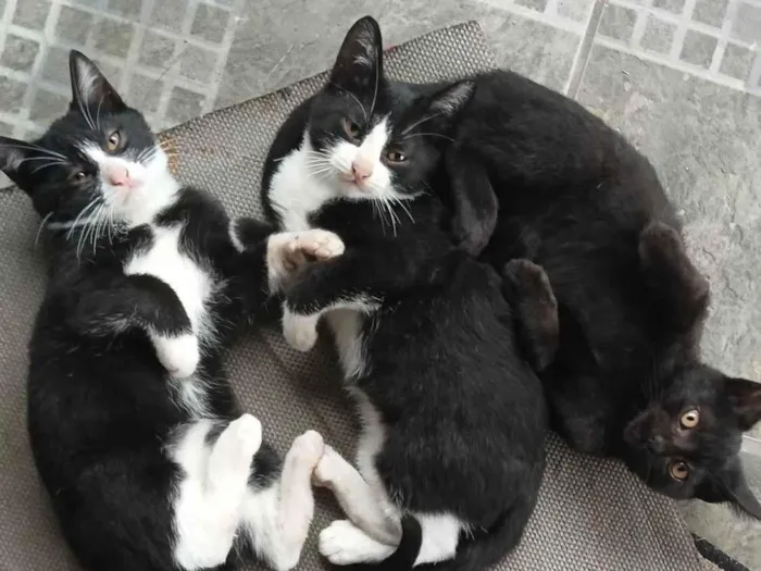 Gato ra a SRD-ViraLata idade 2 a 6 meses nome Gatos ?? 