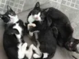 Gatos ??