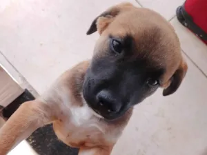 Cachorro raça SRD-ViraLata idade 2 a 6 meses nome Thor