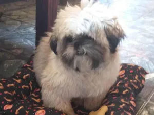 Cachorro raça Shitzu idade 6 ou mais anos nome Oliver 