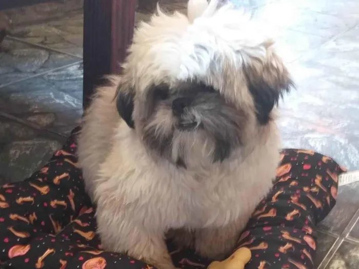 Cachorro ra a Shitzu idade 6 ou mais anos nome Oliver 