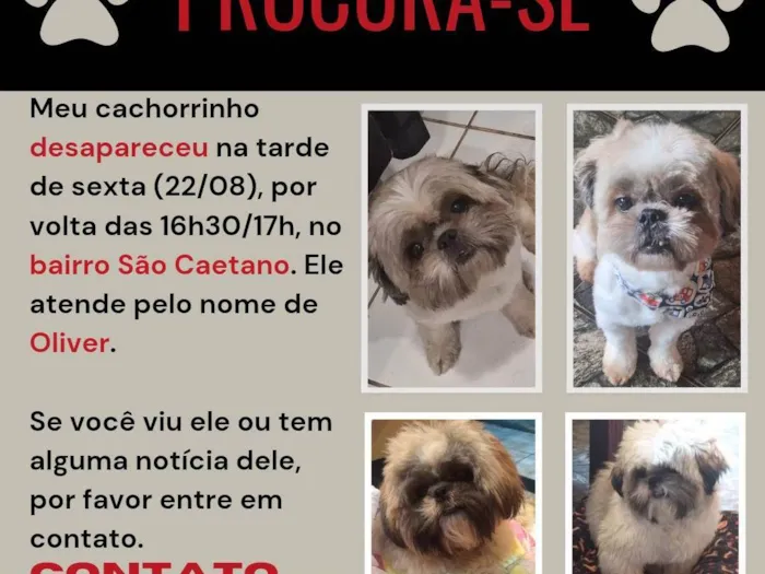 Cachorro ra a Shitzu idade 6 ou mais anos nome Oliver 