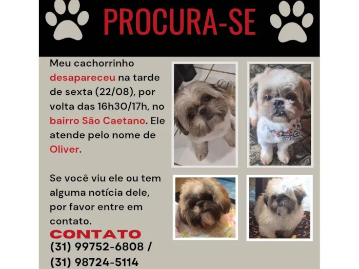 Cachorro ra a Shitzu idade 6 ou mais anos nome Oliver 