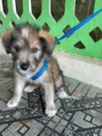Macho 2 meses