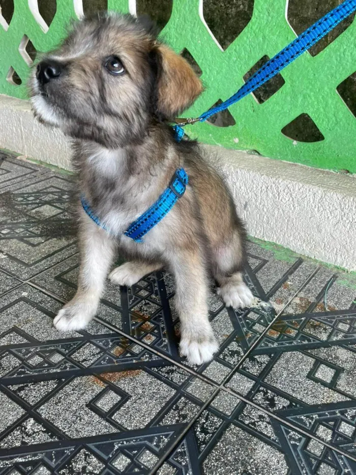 Cachorro ra a SRD-ViraLata idade 2 a 6 meses nome Macho 2 meses