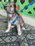 Macho 2 meses