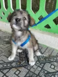 Macho 2 meses