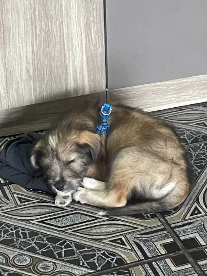 Cachorro ra a SRD-ViraLata idade 2 a 6 meses nome Macho 2 meses