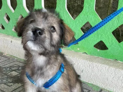 Cachorro raça SRD-ViraLata idade 2 a 6 meses nome Macho 2 meses