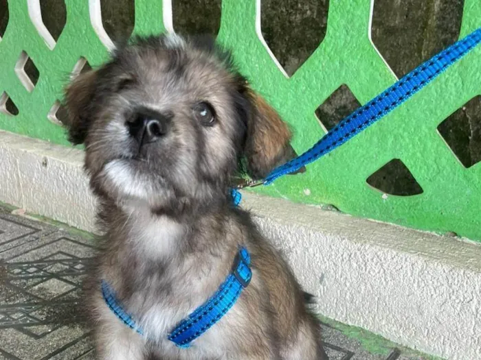 Cachorro ra a SRD-ViraLata idade 2 a 6 meses nome Macho 2 meses