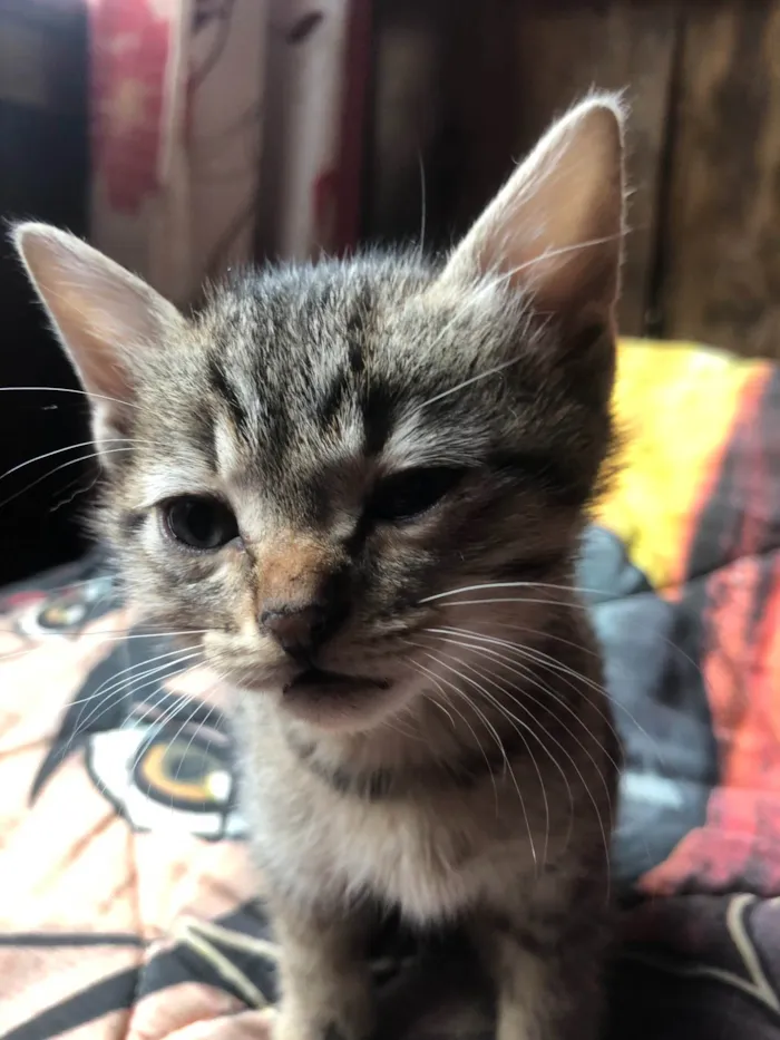 Gato ra a SRD-ViraLata idade Abaixo de 2 meses nome gatos rajados 