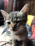 gatos rajados