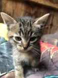 gatos rajados