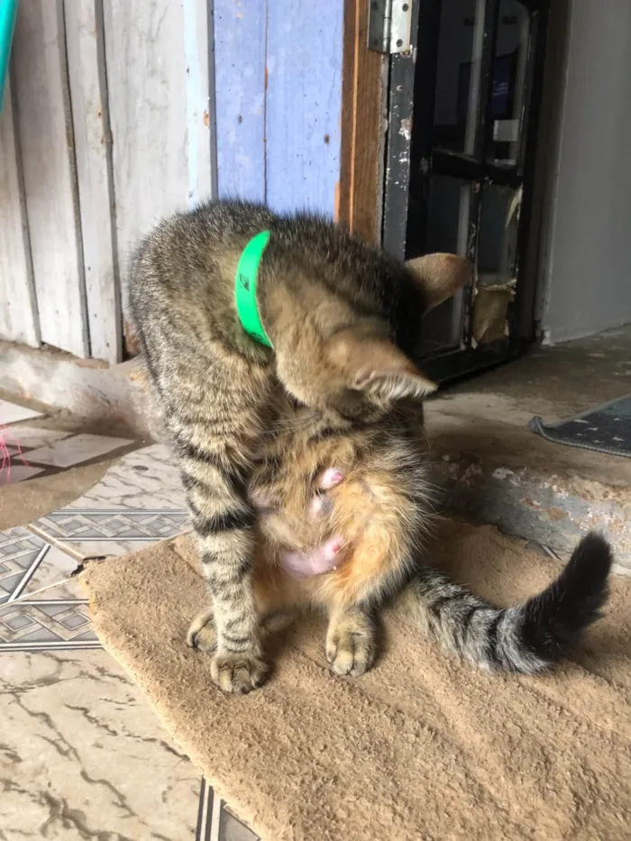 Gato ra a SRD-ViraLata idade Abaixo de 2 meses nome gatos rajados 