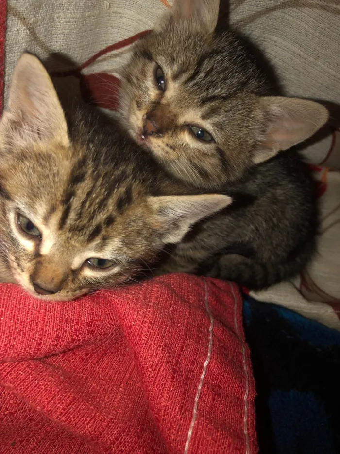 Gato ra a SRD-ViraLata idade Abaixo de 2 meses nome gatos rajados 
