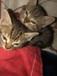 gatos rajados