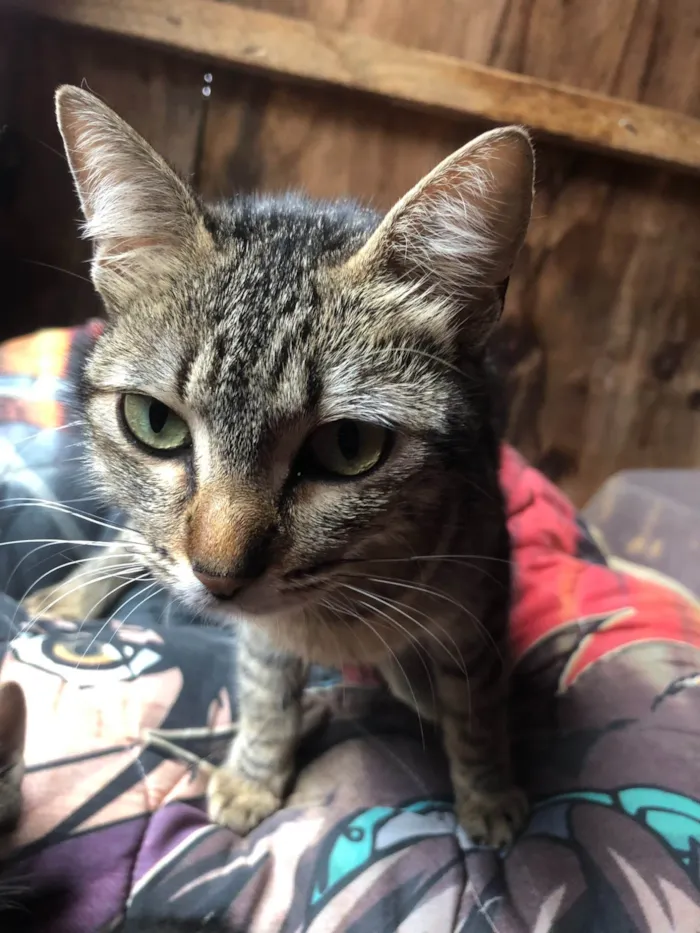 Gato ra a SRD-ViraLata idade Abaixo de 2 meses nome gatos rajados 