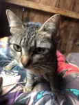 gatos rajados