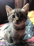 gatos rajados
