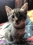 gatos rajados