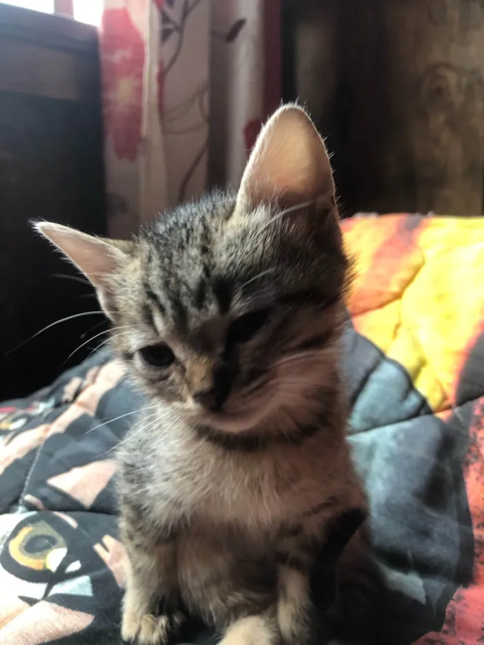 Gato ra a SRD-ViraLata idade Abaixo de 2 meses nome gatos rajados 