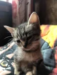 gatos rajados