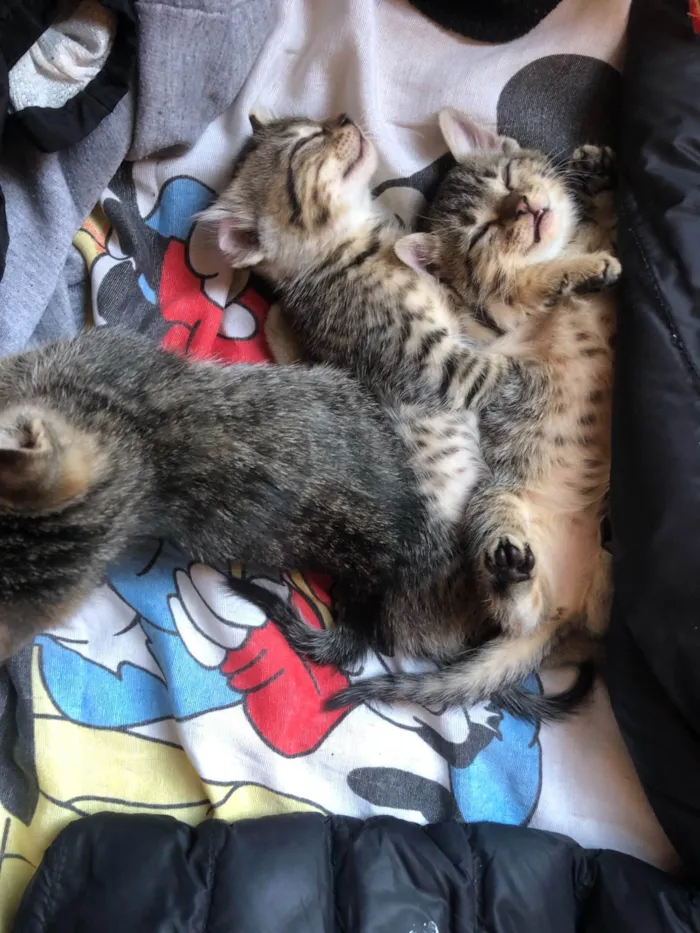 Gato ra a SRD-ViraLata idade Abaixo de 2 meses nome gatos rajados 