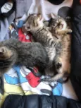 gatos rajados