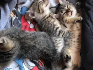 Gato raça SRD-ViraLata idade Abaixo de 2 meses nome gatos rajados 