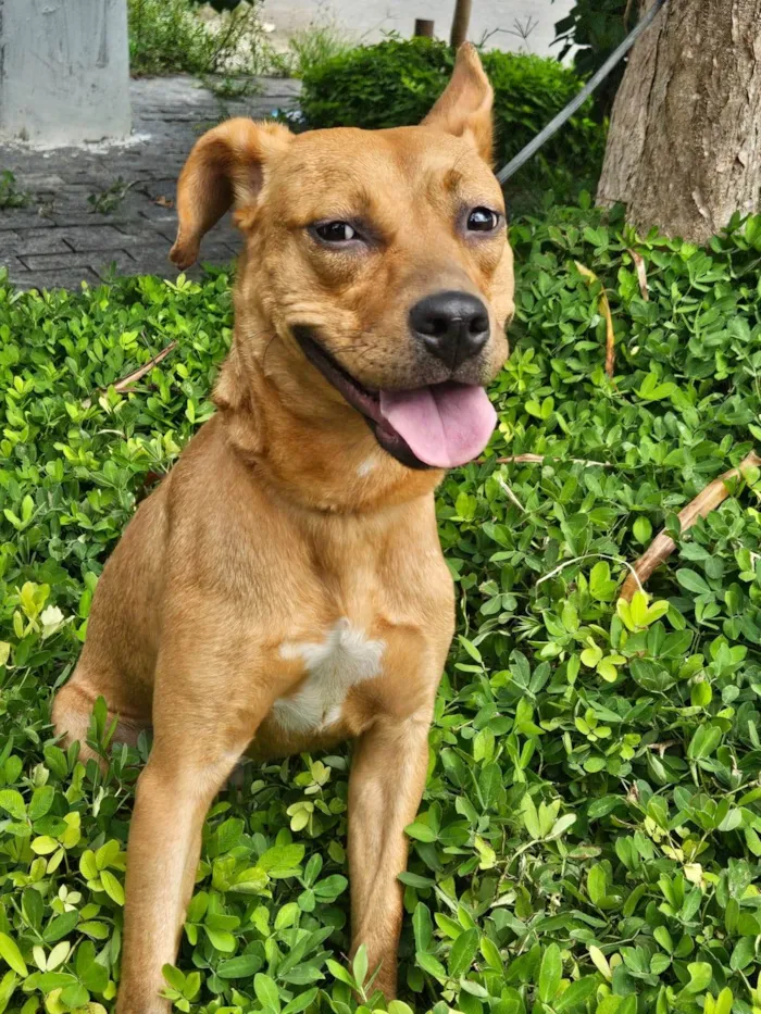 Cachorro ra a SRD-ViraLata idade 7 a 11 meses nome Suzi