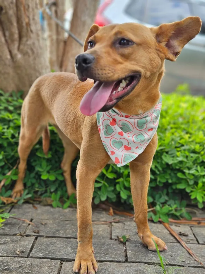 Cachorro ra a SRD-ViraLata idade 7 a 11 meses nome Suzi