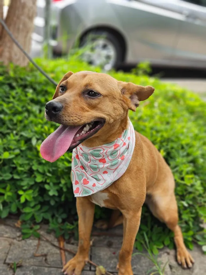 Cachorro ra a SRD-ViraLata idade 7 a 11 meses nome Suzi