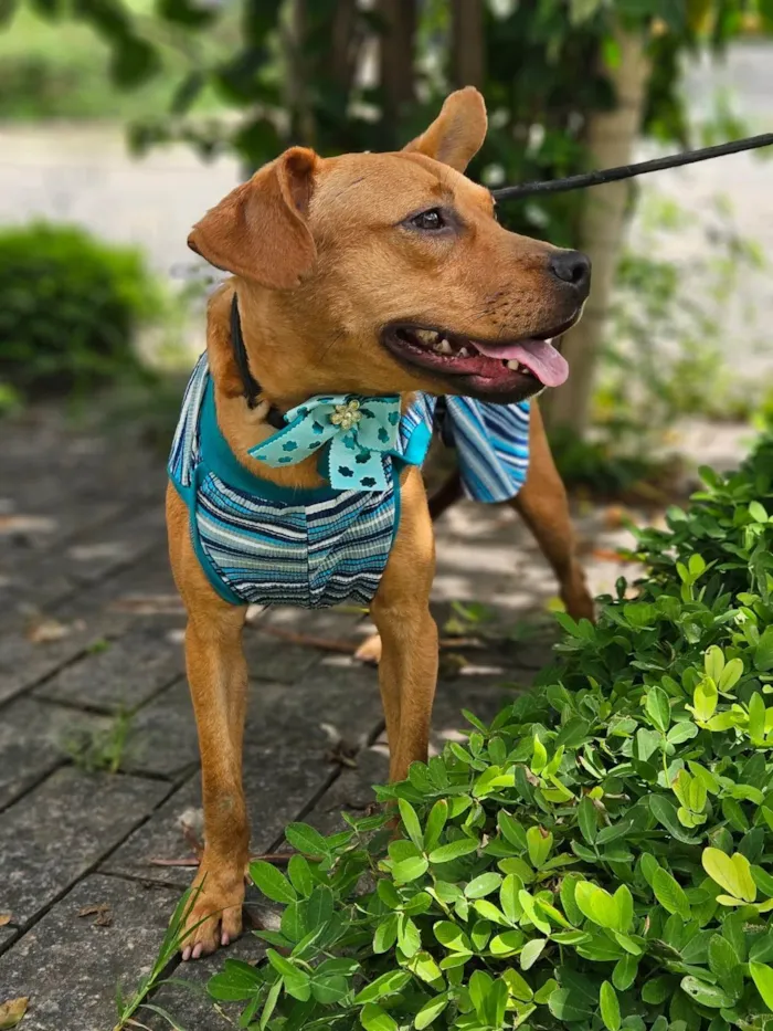 Cachorro ra a SRD-ViraLata idade 7 a 11 meses nome Suzi
