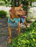 Suzi